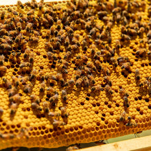 Load image into Gallery viewer, Beekeeping Apprenticeship