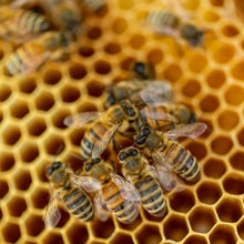 Load image into Gallery viewer, Host-a-Hive Partner