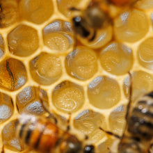 Load image into Gallery viewer, Bee S'cool
