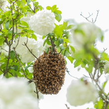 Load image into Gallery viewer, Join the Swarm Squad
