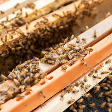 Load image into Gallery viewer, Join the Swarm Squad
