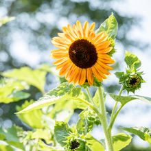 Load image into Gallery viewer, Calm+Confidence Gift Card
