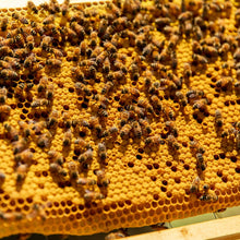 Load image into Gallery viewer, Beekeeping Apprenticeship
